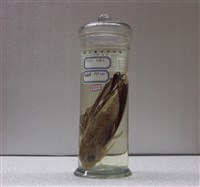 藏品(皮氏魴鮄)的圖片
